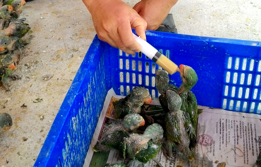 [-]Bị[-]bắt[-]vì[-]vận[-]chuyển[-]rắn[-]hổ[-]chúa[-]và[-]vẹt[-]rừng[-]quý[-]hiếm